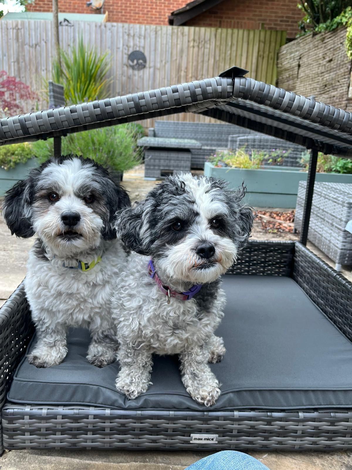 Bax Mice Grey Rattan Raised Dog House — Removable Roof & Waterproof Cushion (S/M/L) | Indoor & Outdoor Pet Bed - Abode Avenue
